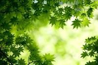 pic for Green Maple Leaves 480x320